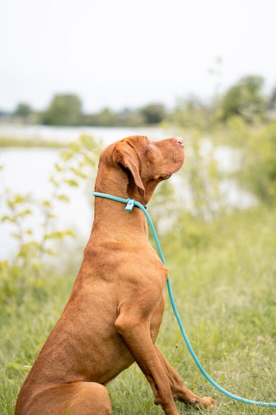 2.5 metri, savelkošā tipa pavada (8mm)